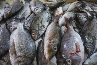 Dans le détail, 51% débarquements sont issus de populations de poissons considérées comme en bon état ou reconstituables, 33% sont surpêchées et 2% effondrées, le reste (24%) étant non évalué ou non classifié.